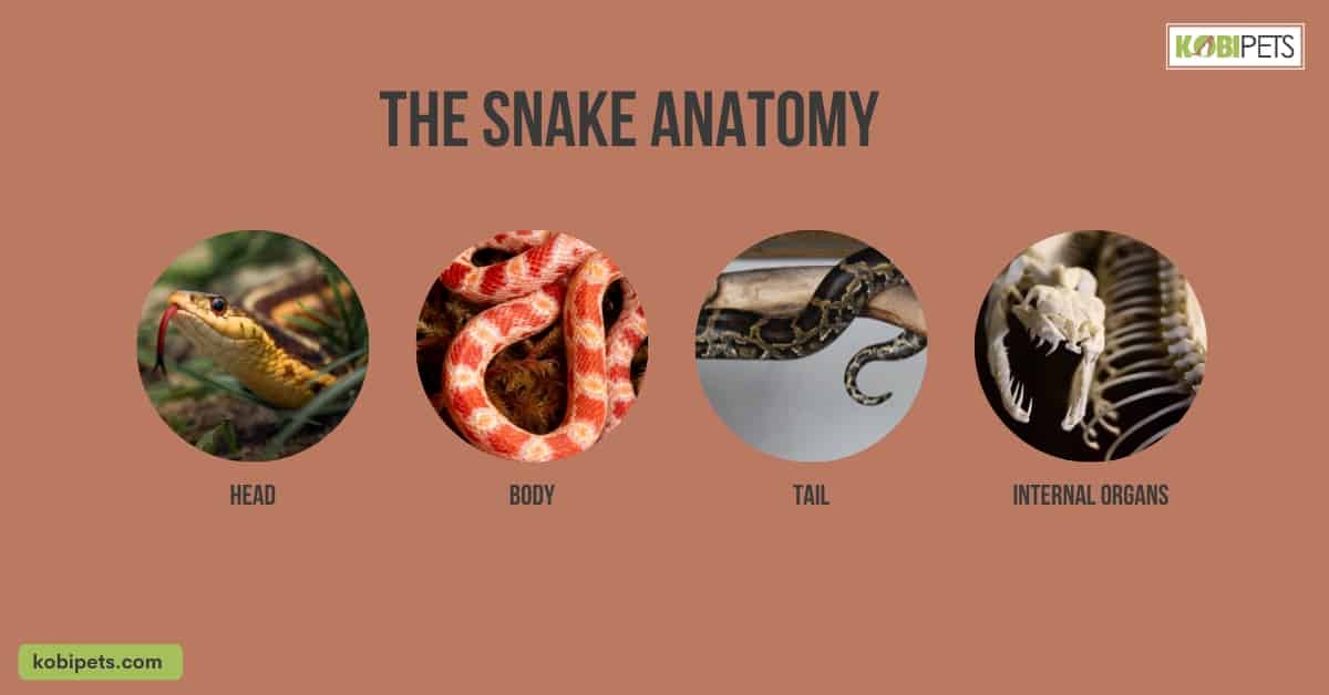 The Snake Anatomy