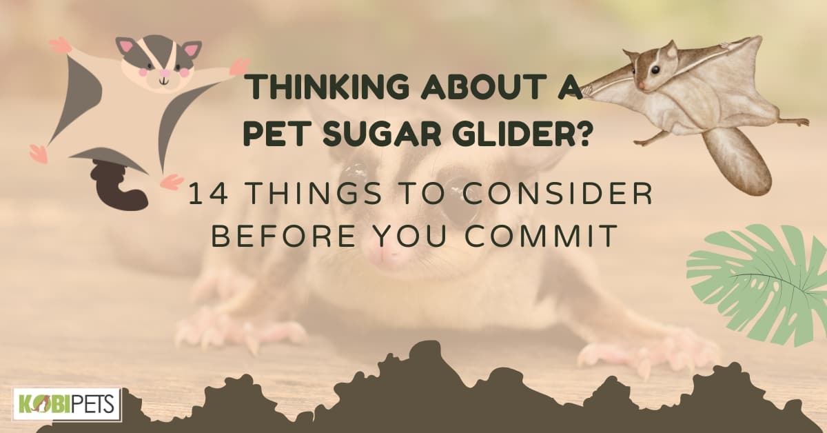 Thinking About a Pet Sugar Glider? 14 Things to Consider Before You Commit