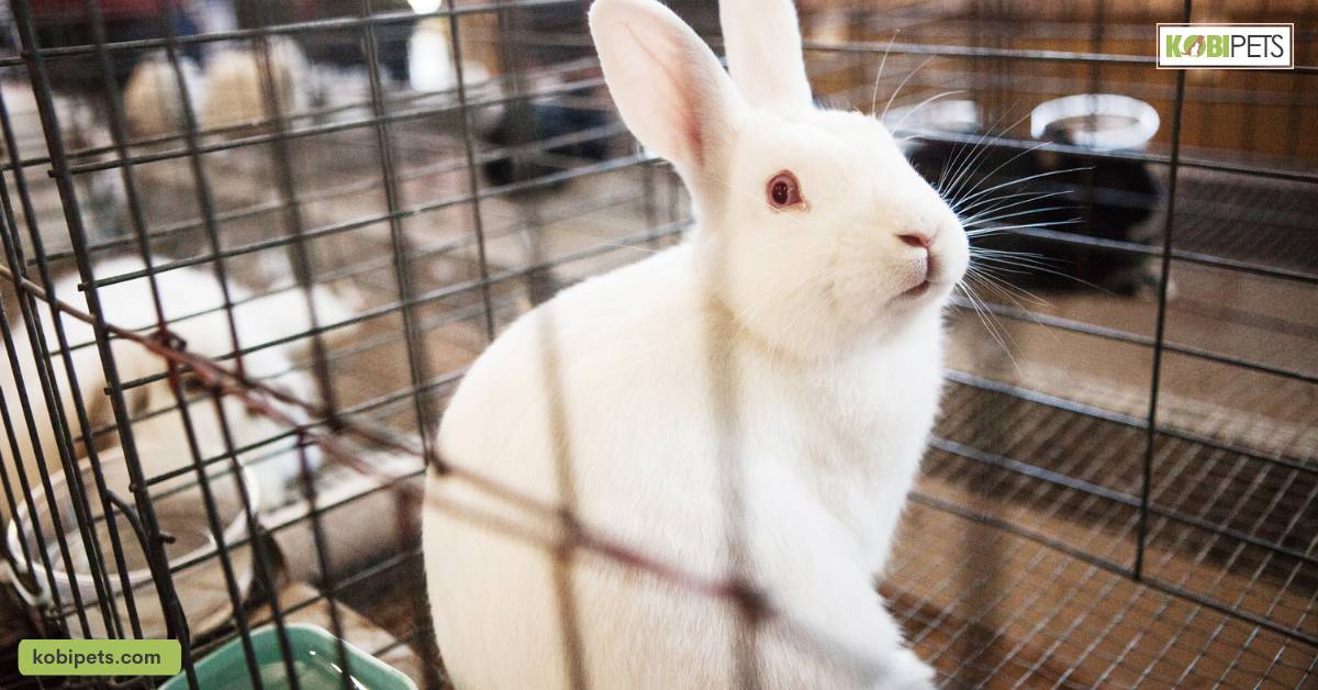Tips for Building a Homemade Rabbit Cage