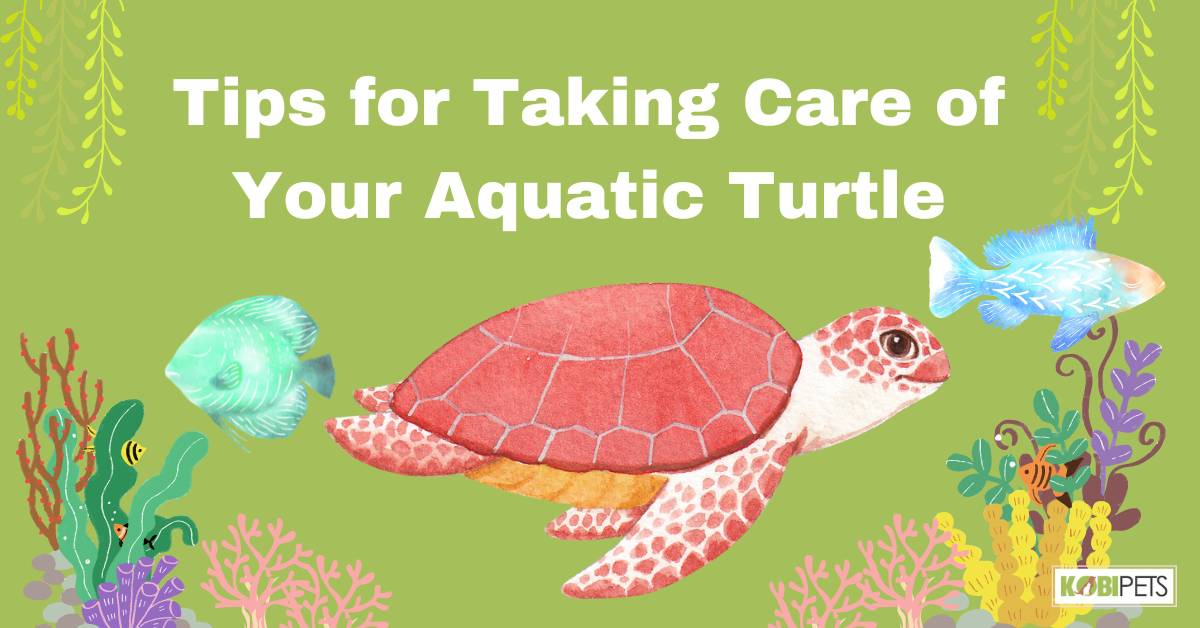 Tips for Taking Care of Your Aquatic Turtle