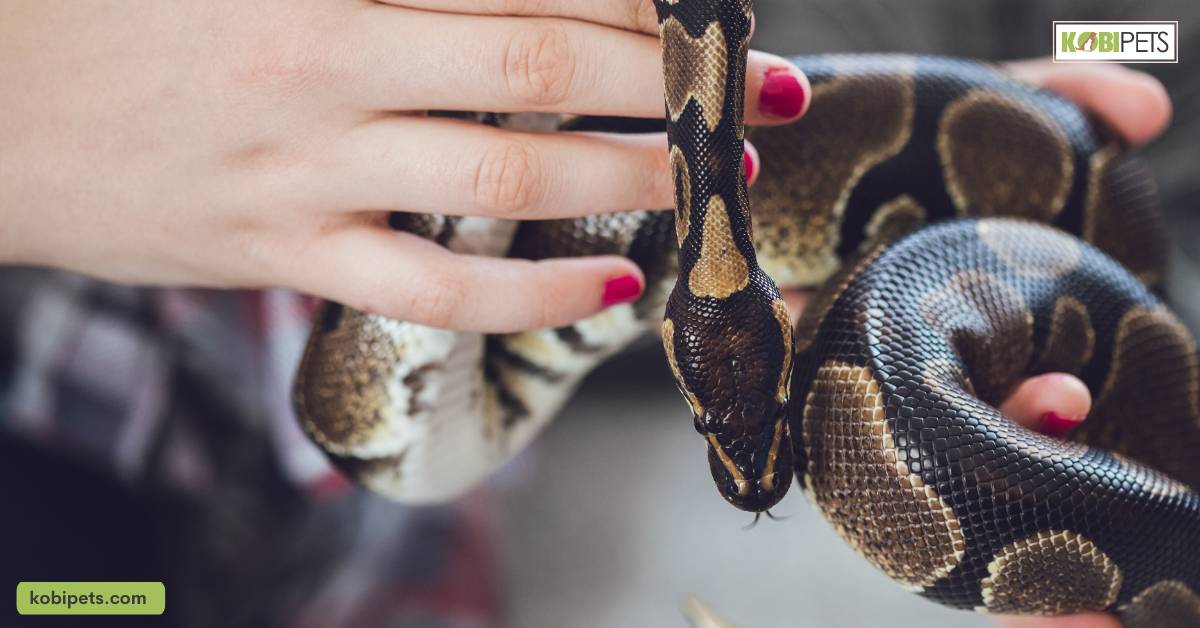 Tips on How to Tell the Difference between a Male and Female Snake with Visual Cues