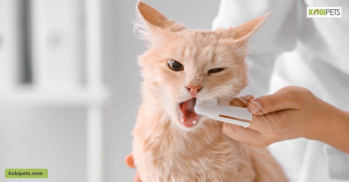 Tools and Products for Brushing Your Cat