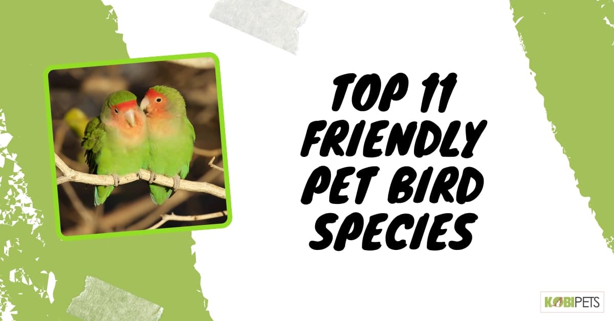 Top 11 Friendly Pet Bird Species