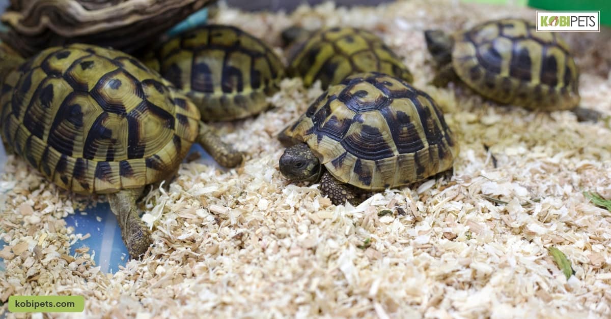 Tortoise Breeding and Reproduction