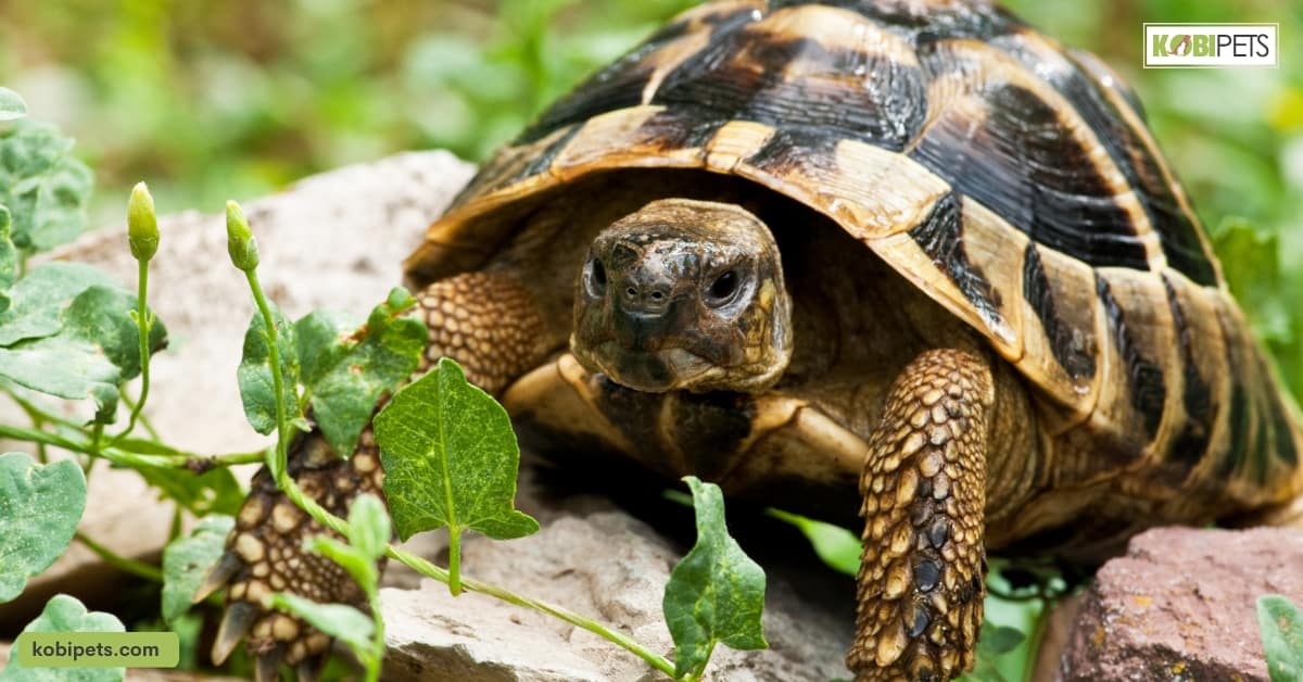 Tortoise Diet and Nutrition