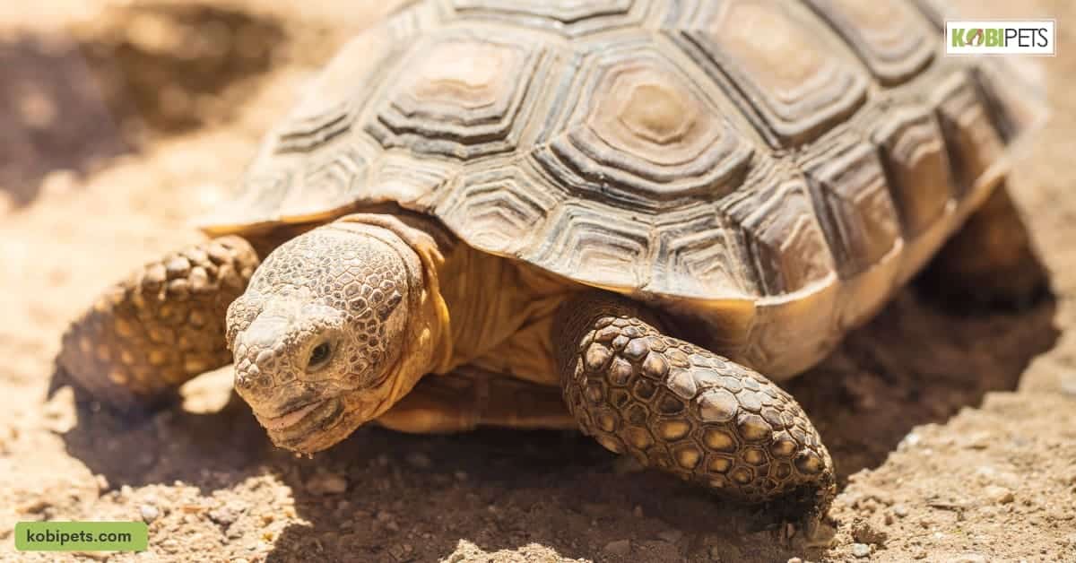 Tortoise Health and Wellness