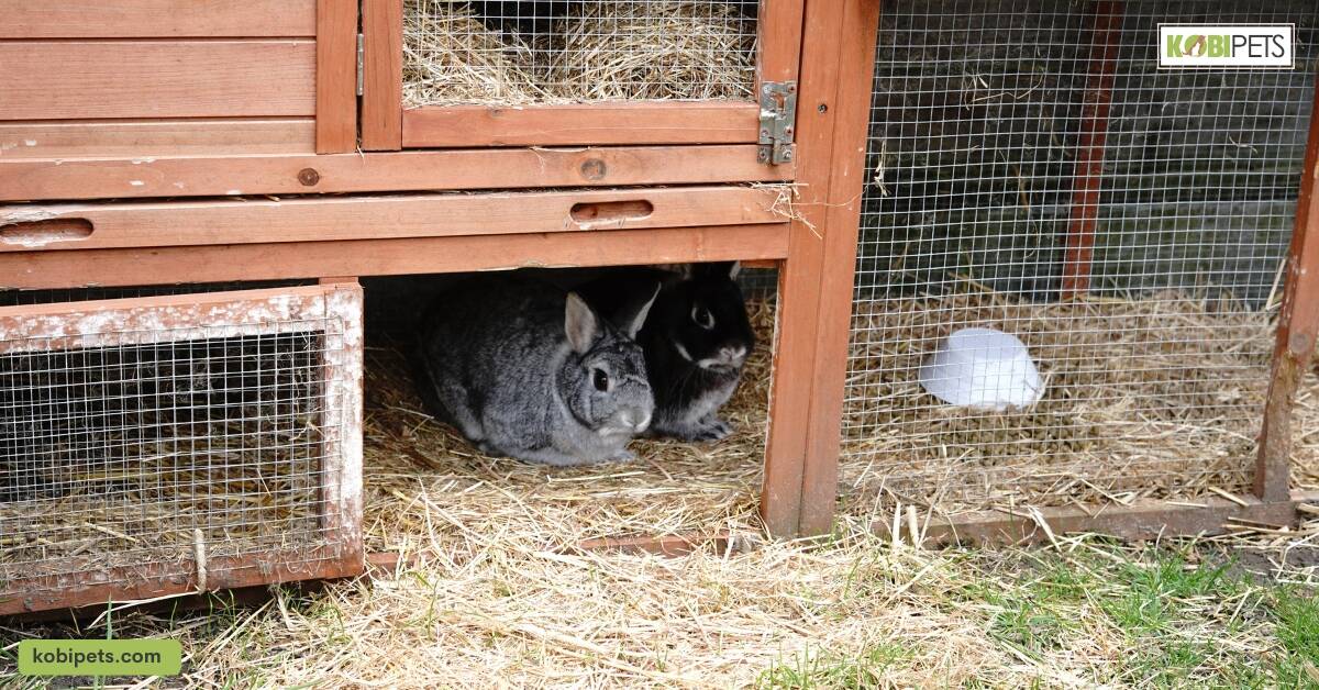 Two-Story Rabbit Hutch