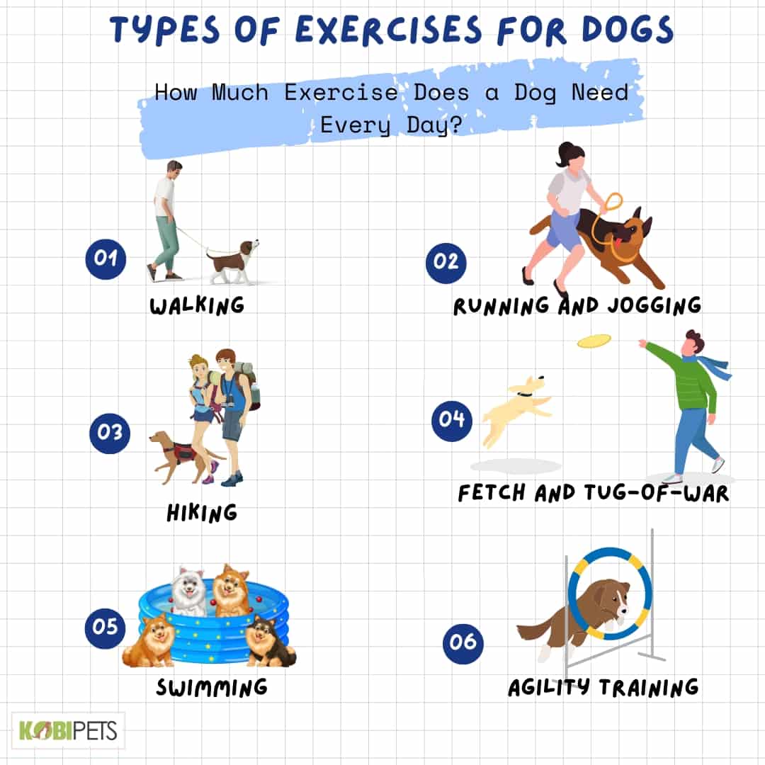 Types of Exercises for Dogs