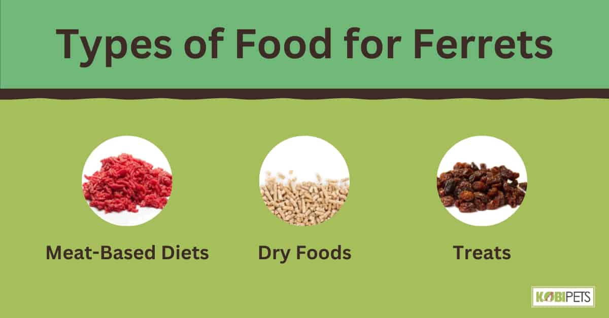 Types of Food for Ferrets