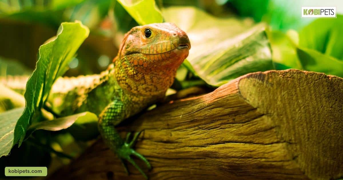 Types of Physical Exercise for Different Exotic Pets
