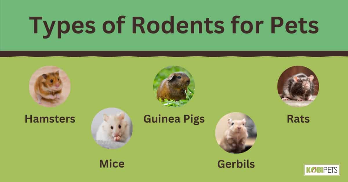 Types of Rodents for Pets