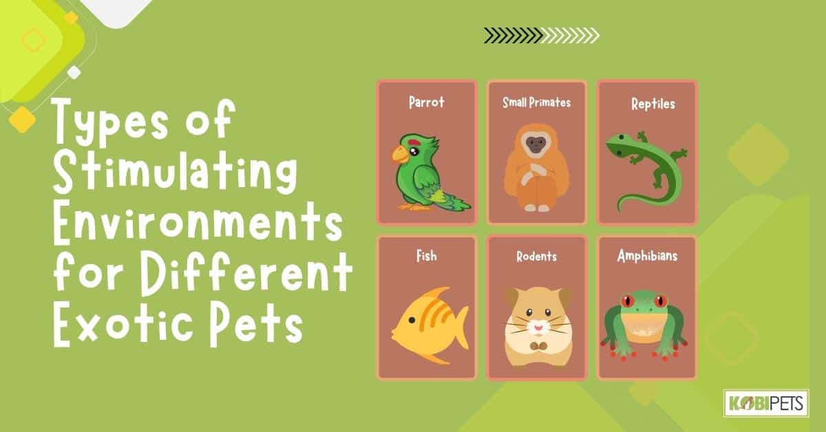 Types of Stimulating Environments for Different Exotic Pets