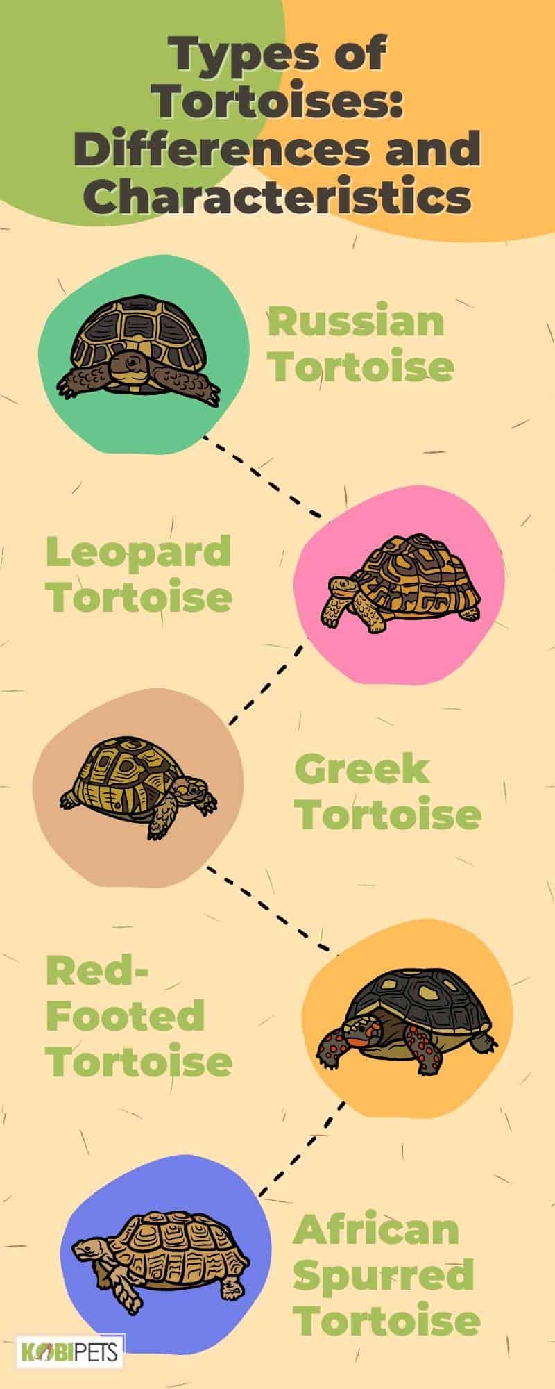 Types of Tortoises: Differences and Characteristics