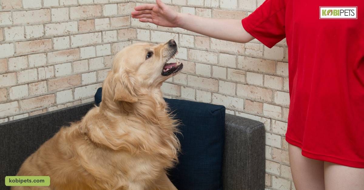 Understanding Aggressive Body Language in Dogs