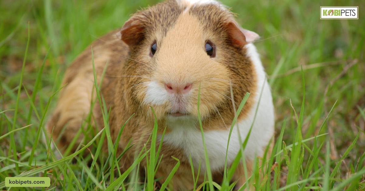 Understanding Fear and Anxiety in Guinea Pigs