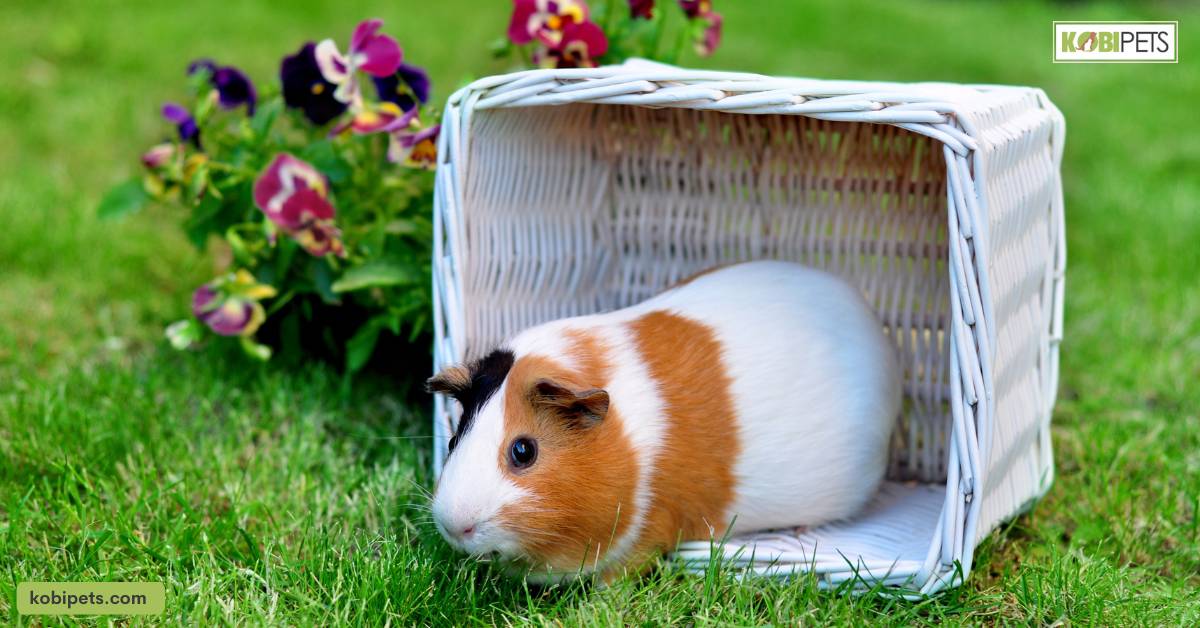 Understanding Guinea Pigs and Their Behavior