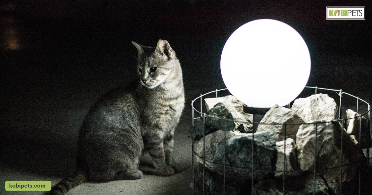 Why Do Cats Get Active at Night?