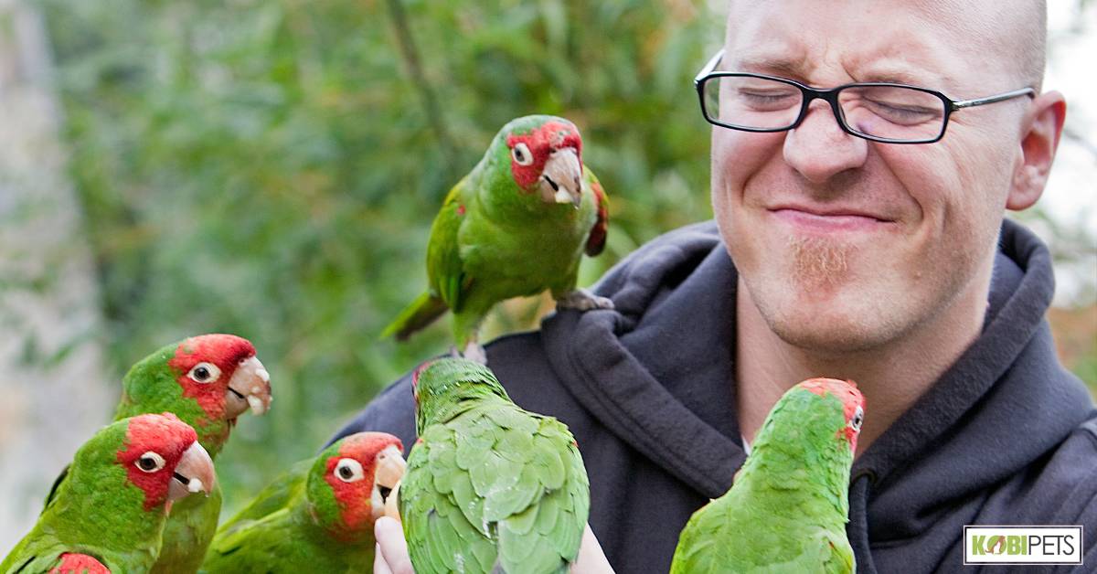 Why Parrots Make Great Pets