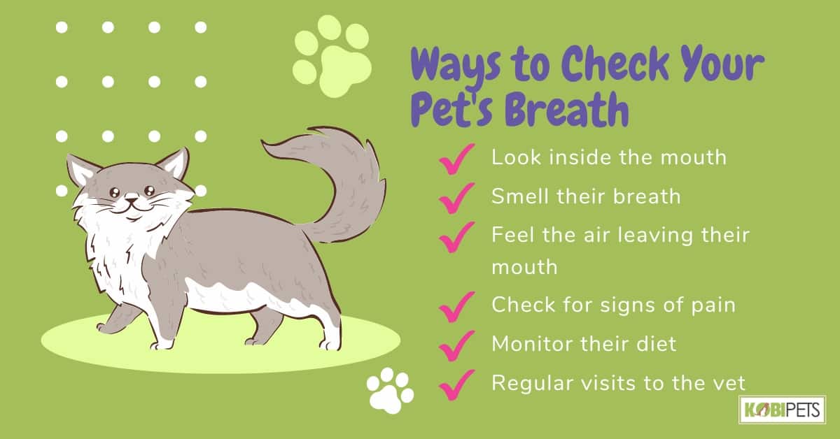 Ways to Check Your Pet's Breath