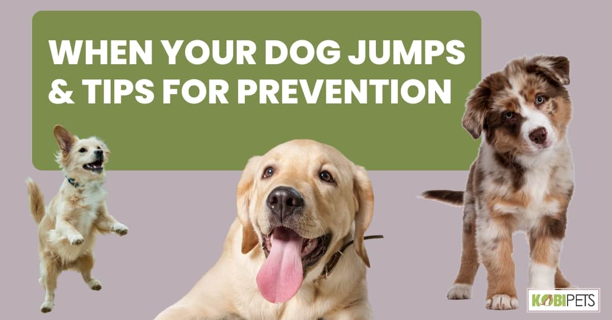 When Your Dog Jumps & Tips For Prevention
