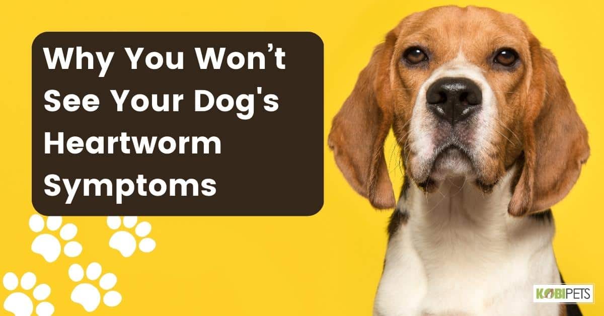 Why You Won’t See Your Dog's Heartworm Symptoms