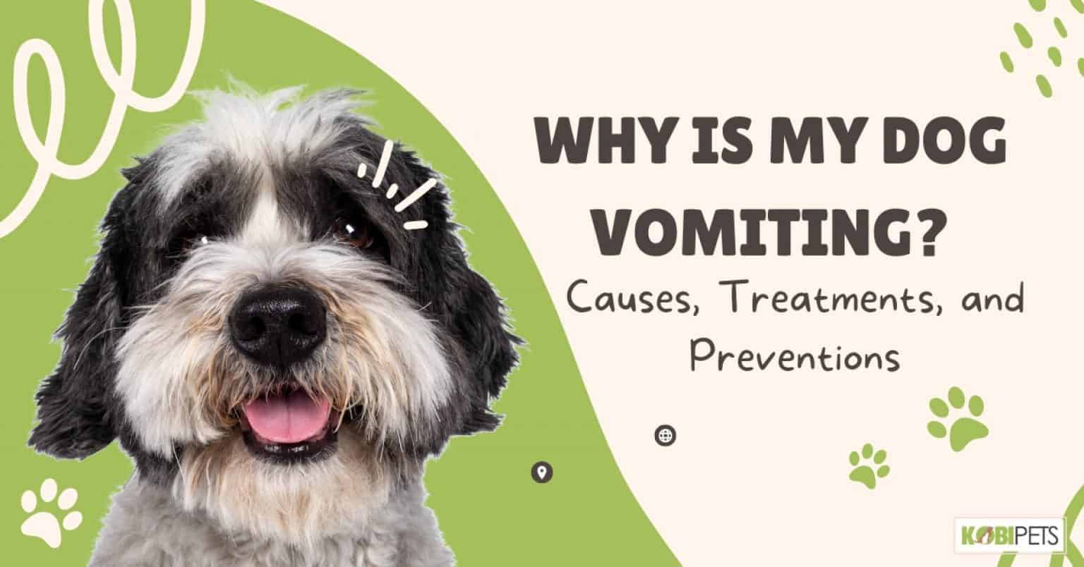 Why is My Dog Vomiting? Kobi Pets
