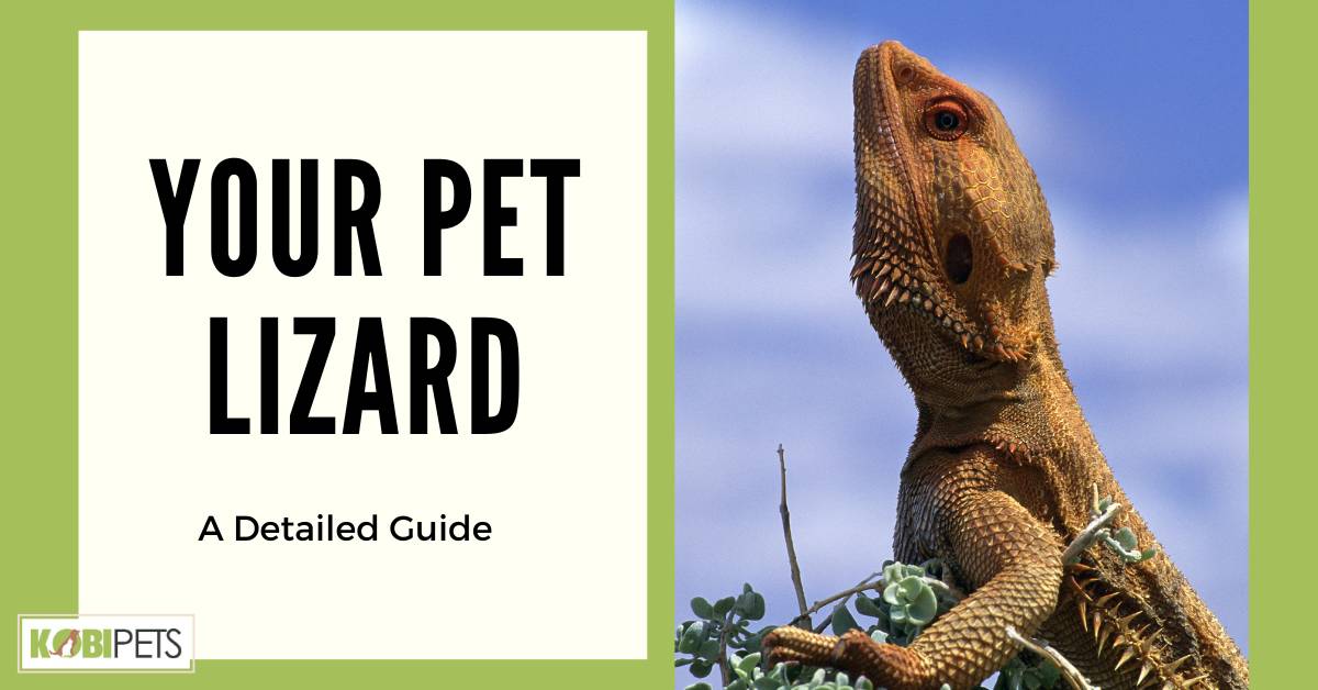 Your Pet Lizard - A Detailed Guide