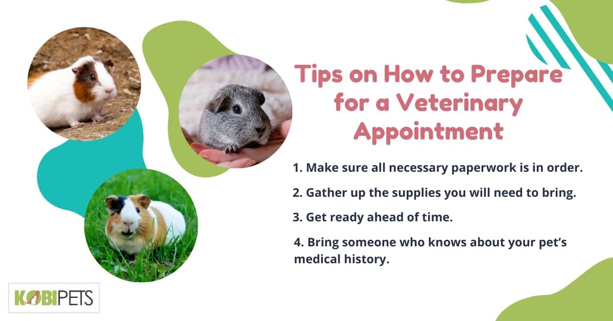 Tips on How to Prepare for a Veterinary Appointment