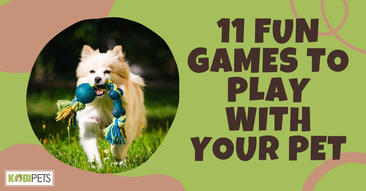 11 Fun Games to Play with Your Pet