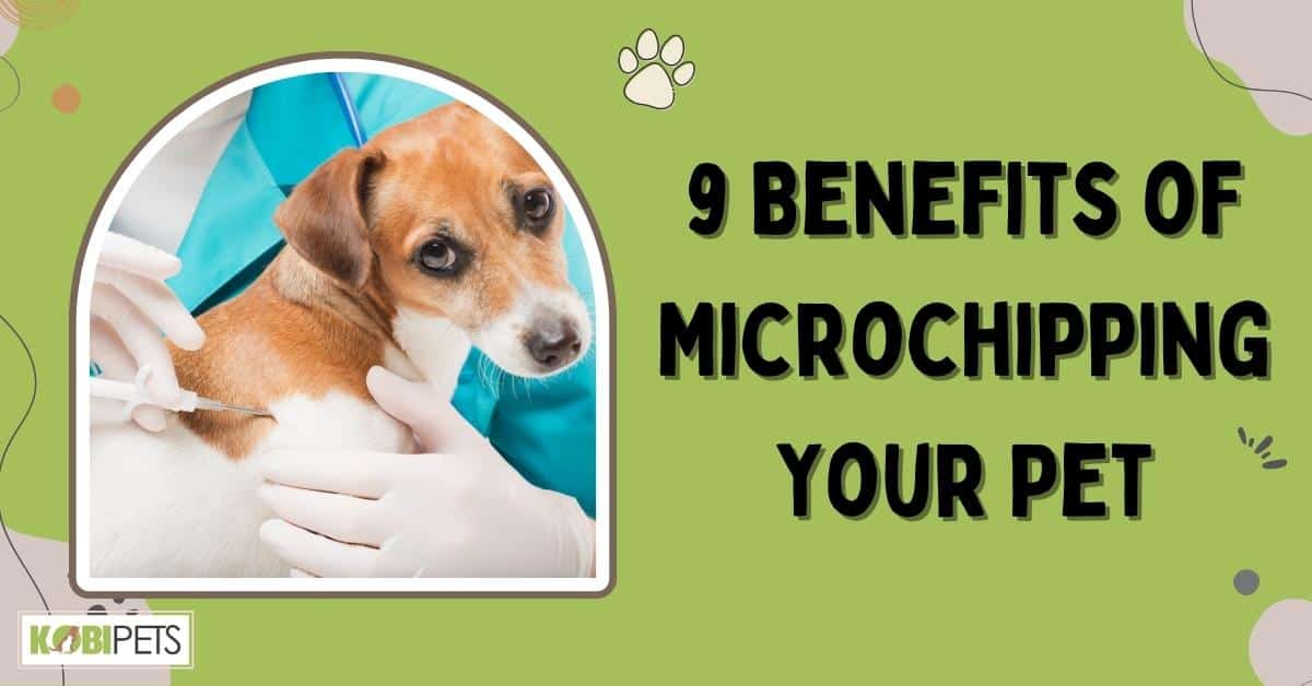 9 Benefits of Microchipping Your Pet