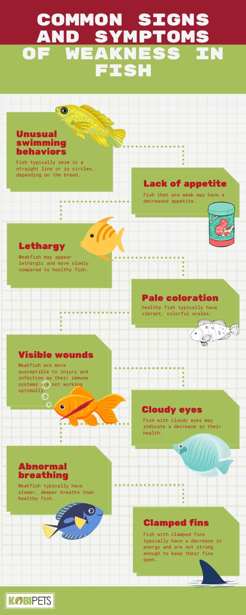 Common Signs and Symptoms of Weakness in Fish