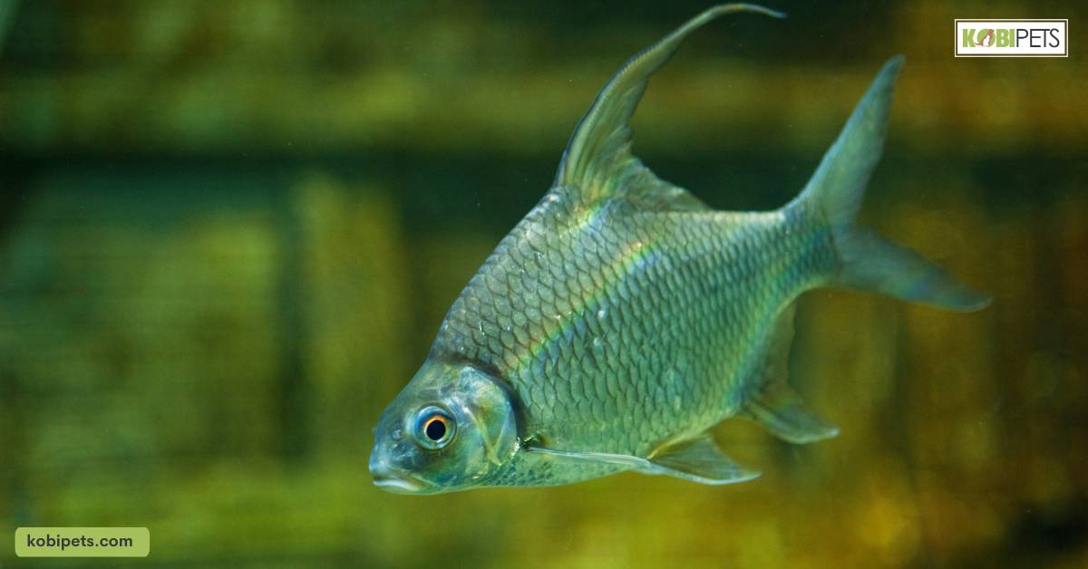 Behavior Changes in Pet Fish Due to Sound