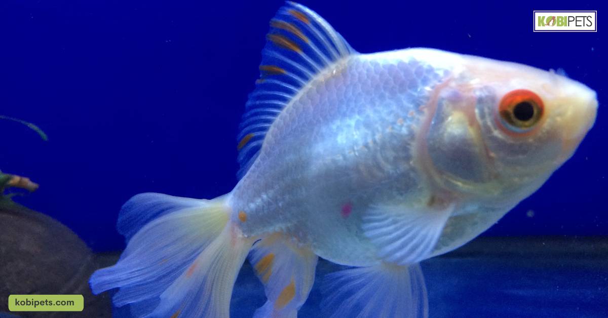 Behavioral Symptoms of Sick Fish