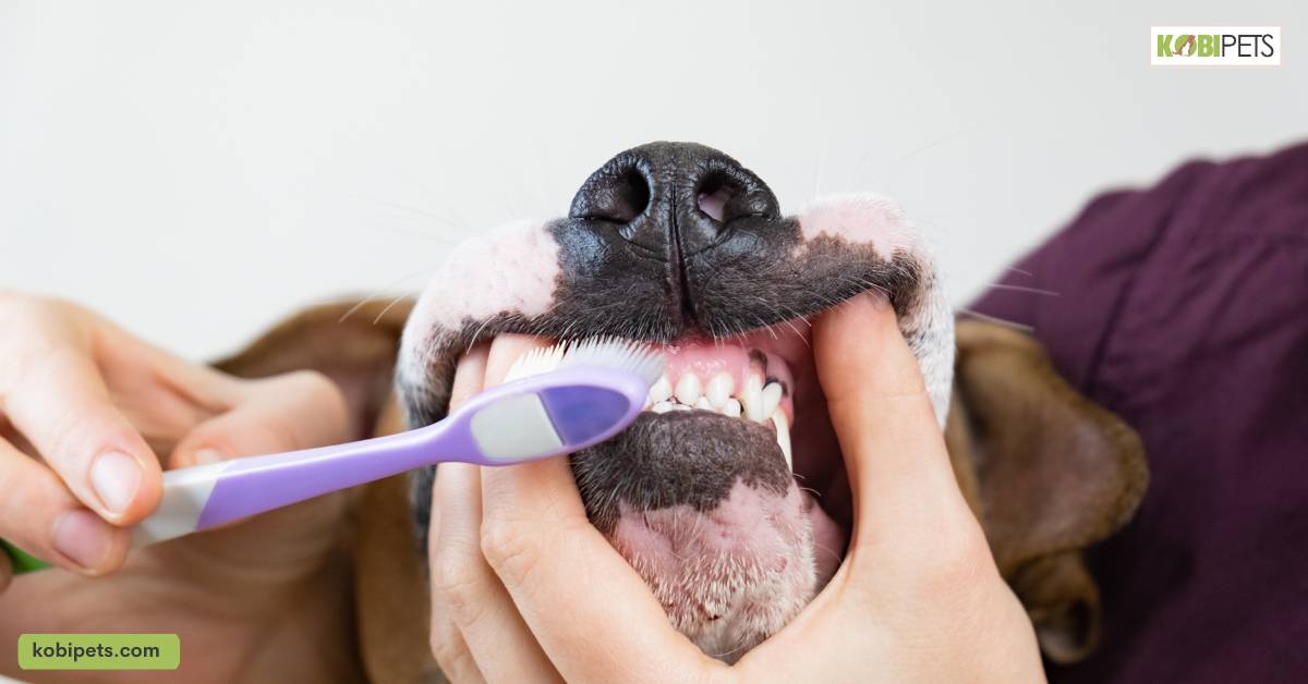 Brushing Your Pet's Teeth