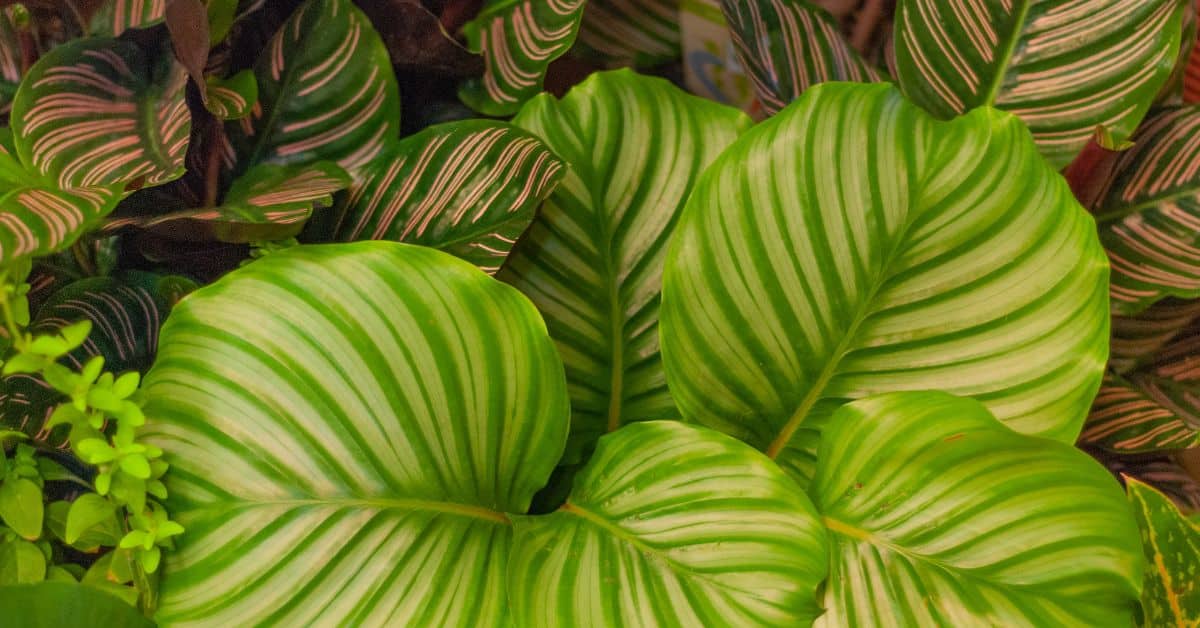 Calathea Orbifolia