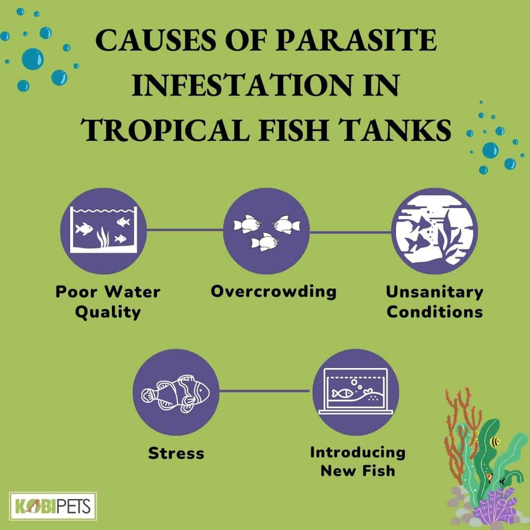 Causes of Parasite Infestation in Tropical Fish Tanks