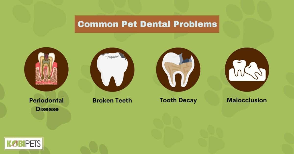 Common Pet Dental Problems