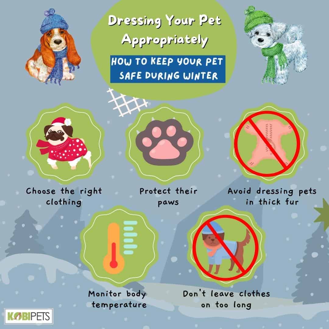 Dressing Your Pet Appropriately