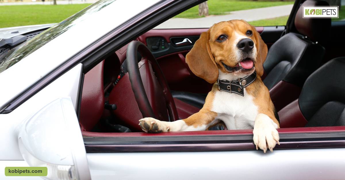 Ensuring Your Pet's Safety During The Trip