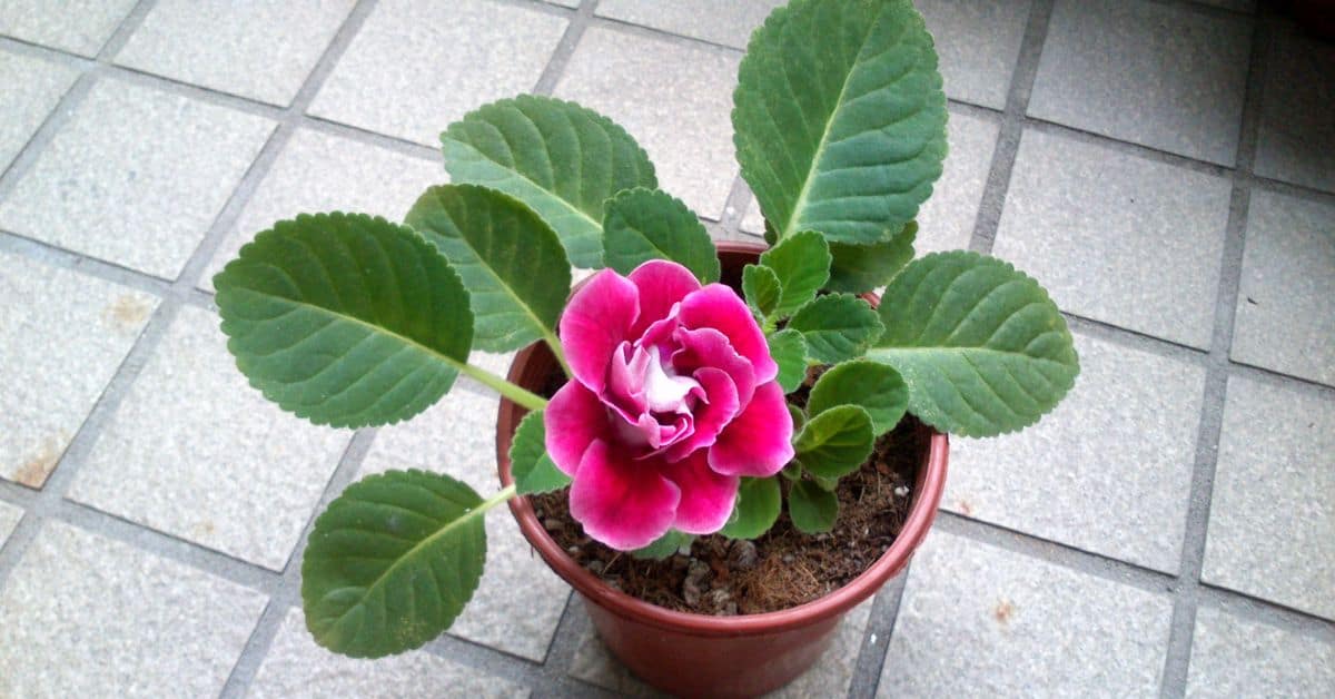 Gloxinia