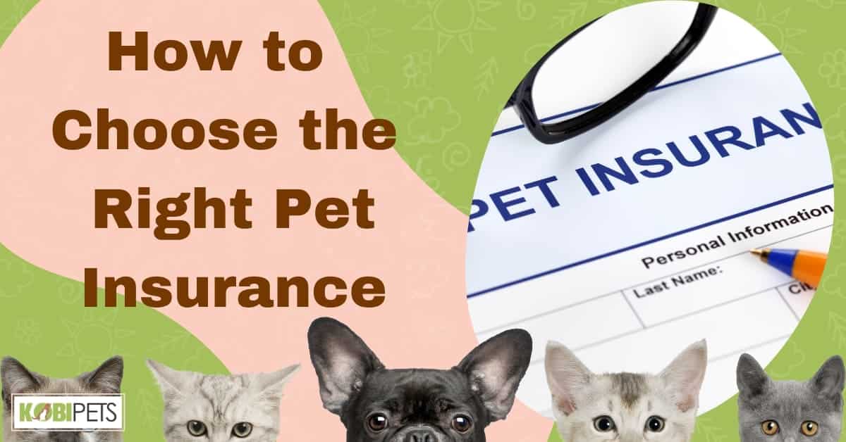 How to Choose the Right Pet Insurance