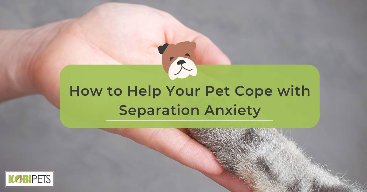 How to Help Your Pet Cope with Separation Anxiety