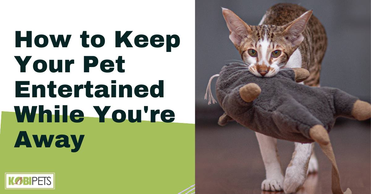 How to Keep Your Pet Entertained While You're Away