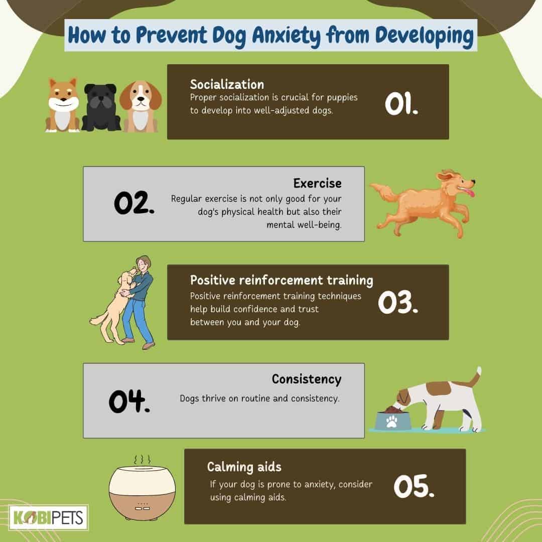 How to Prevent Dog Anxiety from Developing