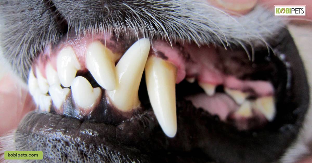 Importance of Pet Dental Health