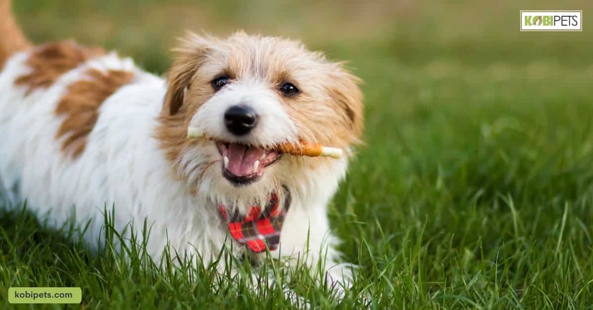 Importance of keeping your pet entertained