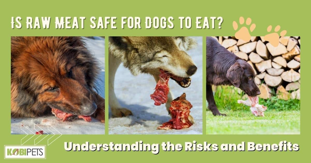 Is Raw Meat Safe for Dogs to Eat Understanding the Risks and Benefits