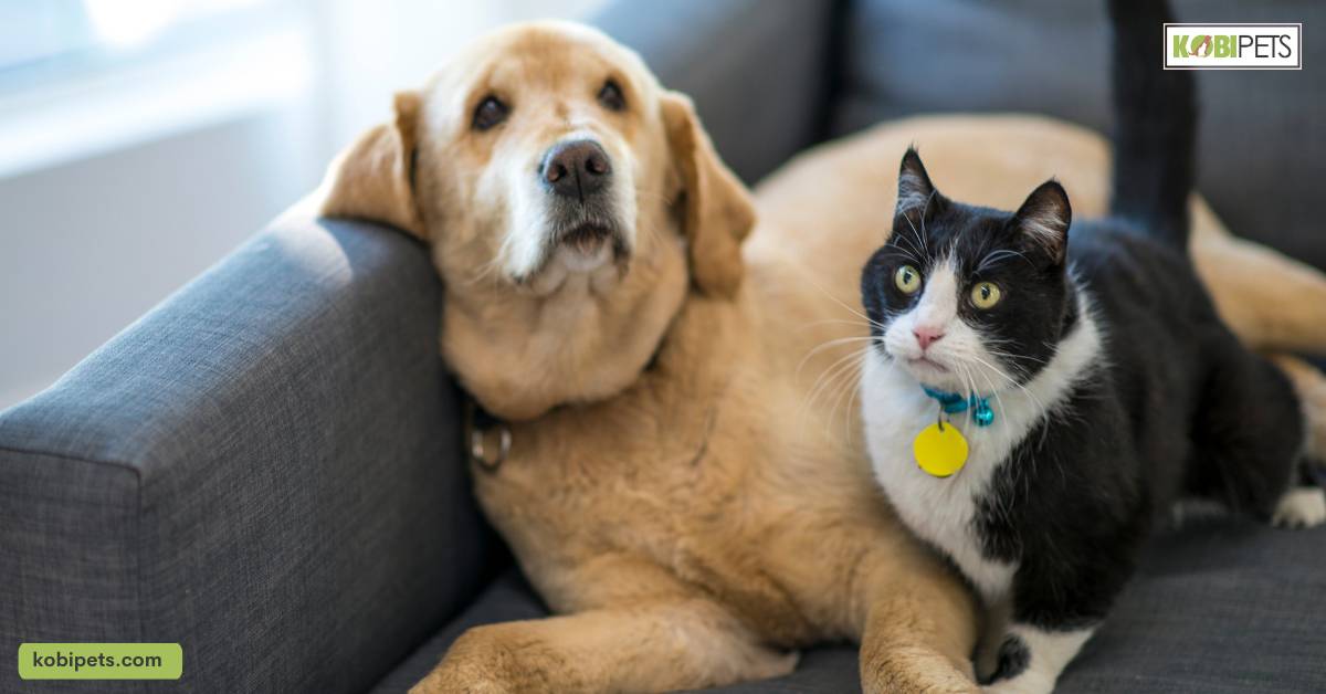 Keeping Your Pet Safe and Secure