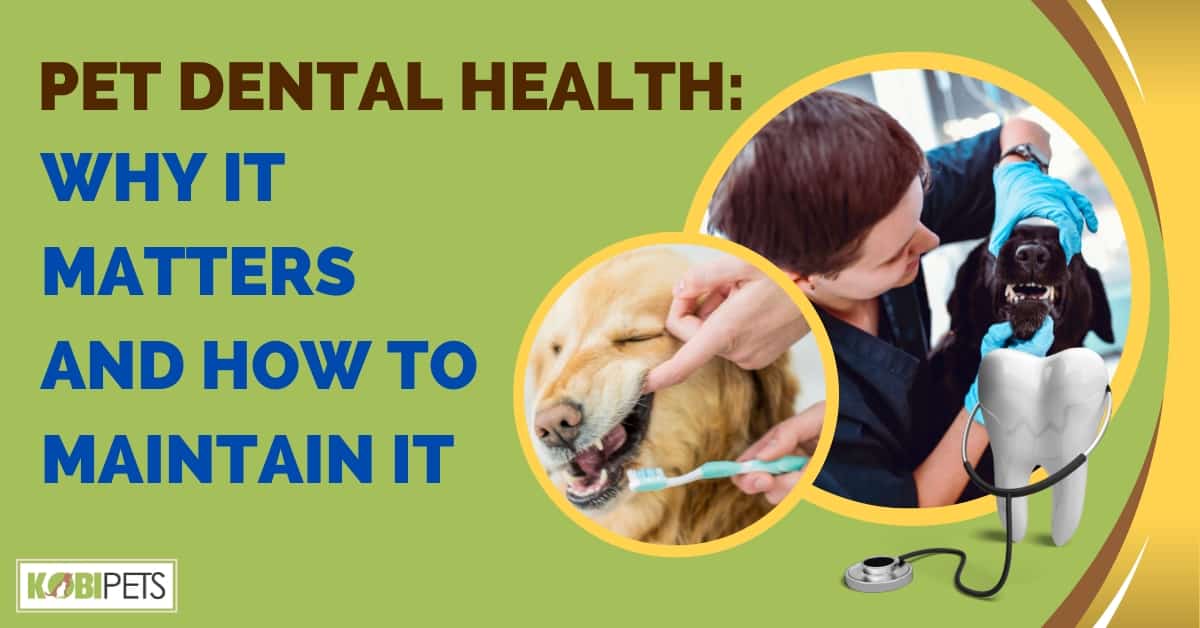 Pet Dental Health Why It Matters and How to Maintain It