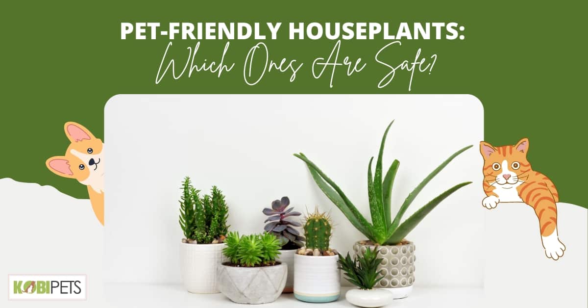 Pet-Friendly Houseplants Which Ones Are Safe